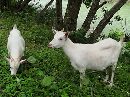 Why do sheep get bloating disease? Knowing these moves will no longer be afraid of sheep bloating!