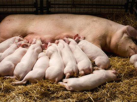 Warning: Sows should replenish water in a timely manner?
