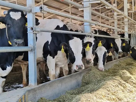 Cow rumen acidosis, very dangerous!