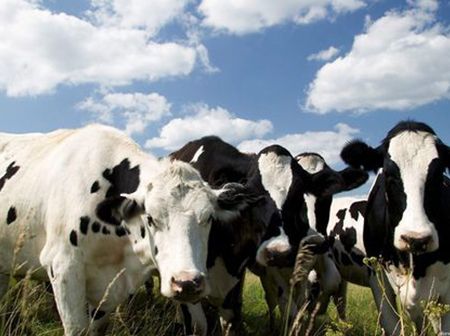Complete knowledge of cattle farming - Come and learn about it!