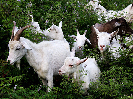 Pure dry goods! Experienced sheep breeders carefully summarize their valuable experience in raising sheep!
