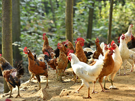 Common diseases in poultry